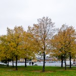 The park found outside of Vasa Museum is yellowish brown with autumn trees