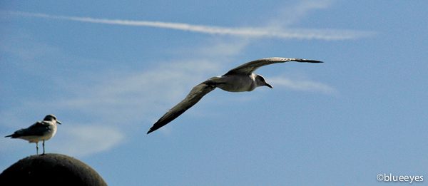 Birds enjoying their freedom in Liberty Island on November 2011.