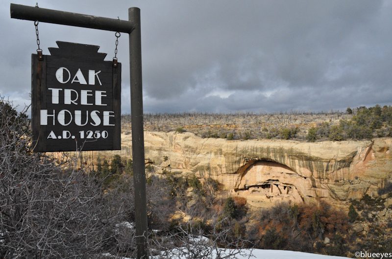 Oak Tree House