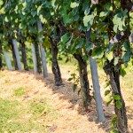 Vineyards @ Steinberghof Weingut Firmenich in Berghausen.